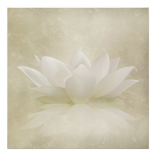Pôster Flor delicada elegante de Lotus branco/lírio