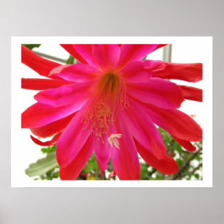 Poster Flor do Amor