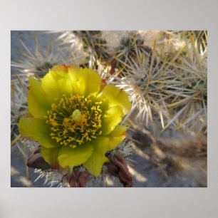 Pôster Flor do cacto de Cholla