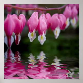 Poster flor do coração sangrando