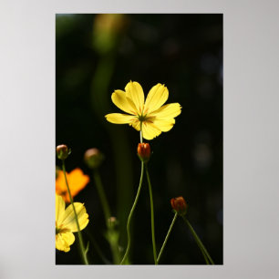 Poster Flor do cosmos amarelo