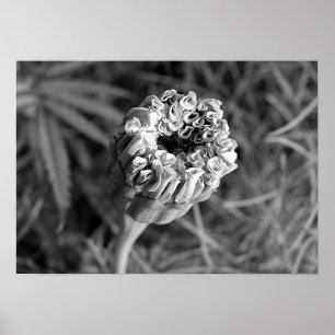 Poster Flor do cravo-de-defunto