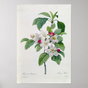 Pôster Flor, 'do DES de Les Choix mais Belles
