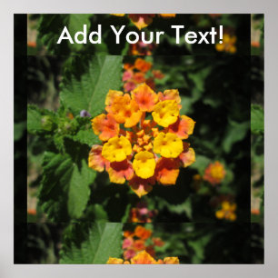 Poster Flor do deserto do Lantana