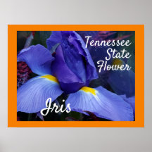 Flor do Estado do Tennessee TN Iris