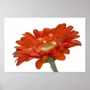 Pôster Flor do Gerbera da margarida alaranjada