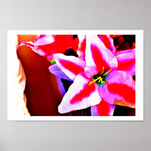 Poster Flor do hibiscus