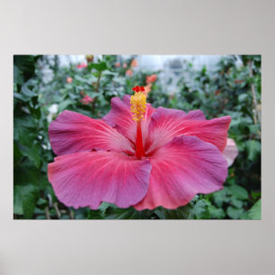 Poster Flor do hibiscus