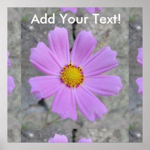 Pôster Flor do roxo do cosmos