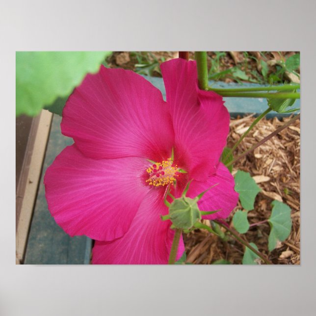 Pôster Flor do Smitty (Frente)