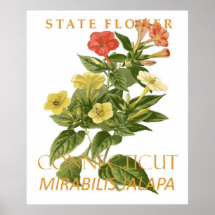 Poster Flor do Território de Connecticut Mirabilis jalapa