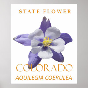 Poster Flor do Território do Colorado Aquilegia coerulea