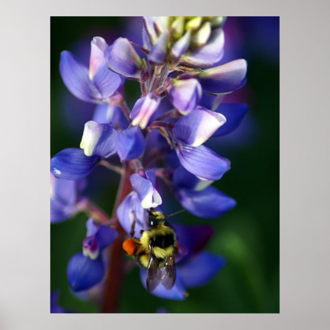 Pôster Flor e abelha (Frente)