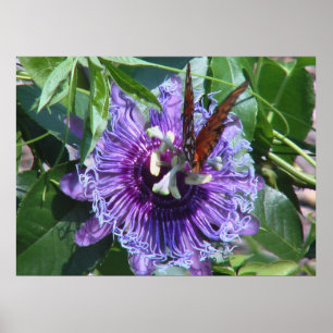 Pôster Flor e borboleta da paixão