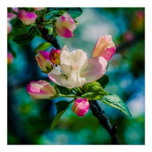 Pôster Flor e botões de Crabapple