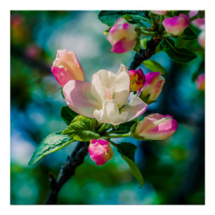 Pôster Flor e botões de maçarico