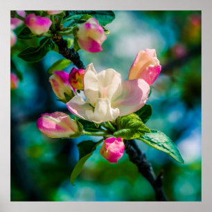 Pôster Flor e botões de maçarico