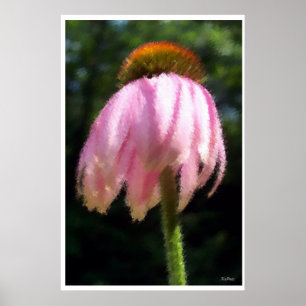 Pôster Flor Echinacea Alto Em Pé