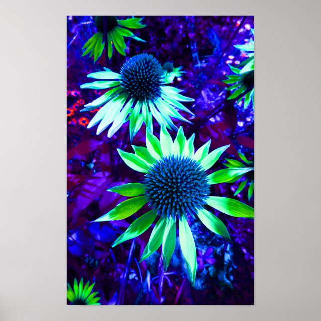 Poster Flor Echinacea Oriental (Frente)