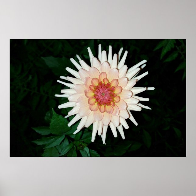 Pôster flor em uma noite legal (Frente)