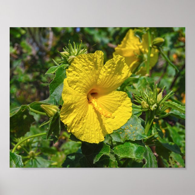 Poster Flor Estadual do Havaí - Hibiscus Amarelo (Frente)