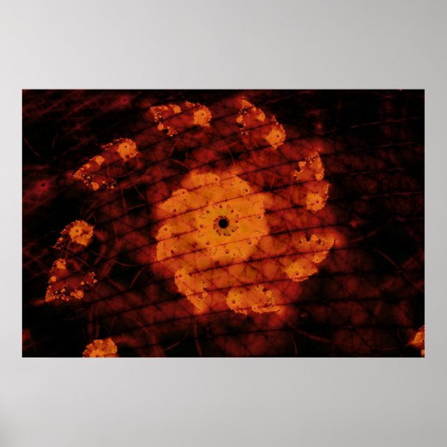 Poster Flor Fragrante (Frente)