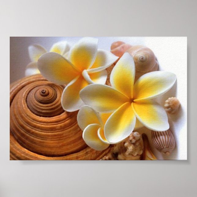 Poster Flor Frangipani (Frente)