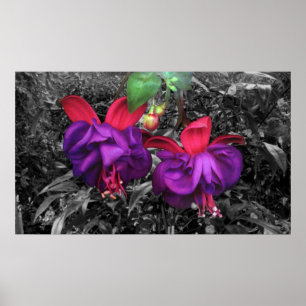 Pôster Flor fúcsia