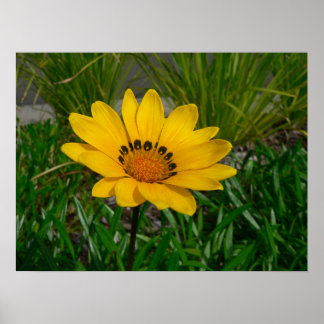 Poster Flor Gazania