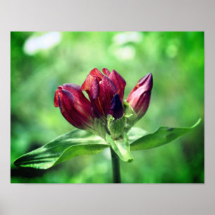 Poster Flor Gentiano Vermelho Em Bloqueio Fechado