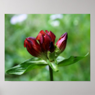 Poster Flor Gentil Vermelho No Efeito Sanguíneo De Orton