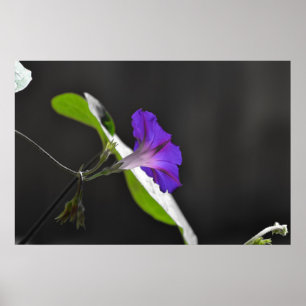 Pôster Flor Glória da Manhã Roxa