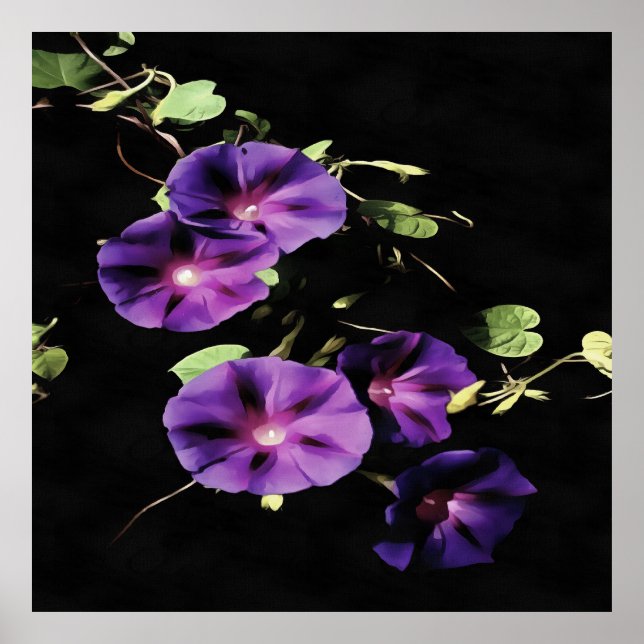 Poster Flor Glória De Manhã Isolada A Preto (Frente)