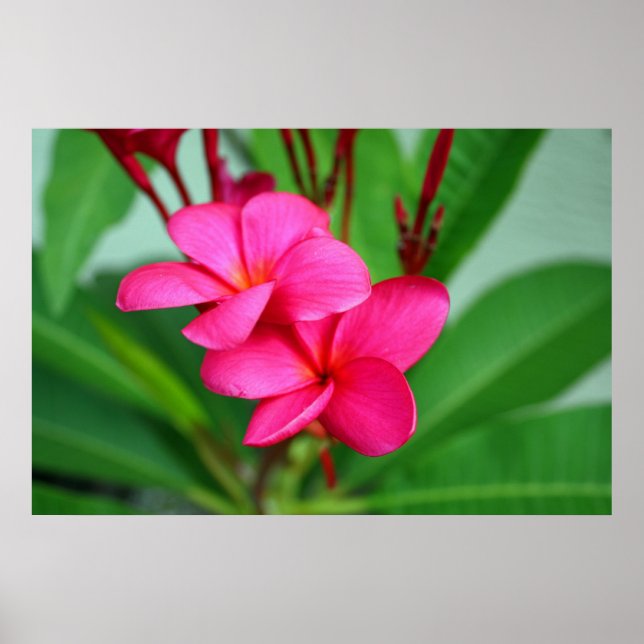 Pôster Flor Havaiana - Plumeria Rosa Frangipani (Frente)