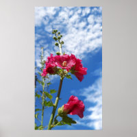 Flor Hollyhocks, Alcea Rosea