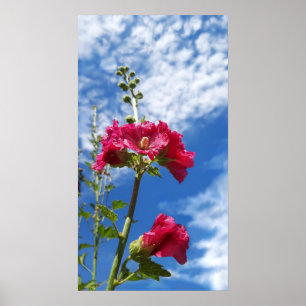 Poster Flor Hollyhocks, Alcea Rosea