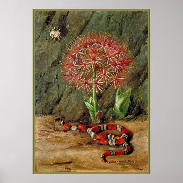 Poster Flor Imperiale Coral Cobra e Aranha (Frente)