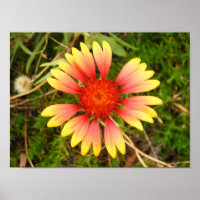 Flor índio