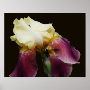 Poster Flor Íris Amarelo