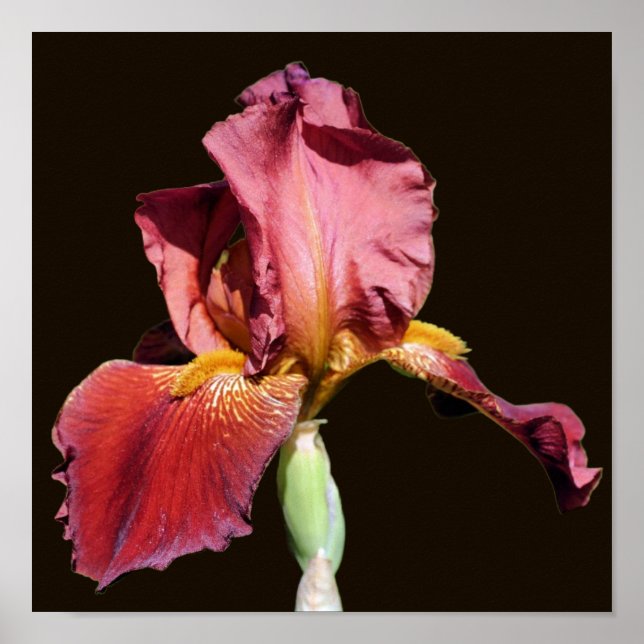 Poster Flor Íris Com Barba De Raiz (Frente)