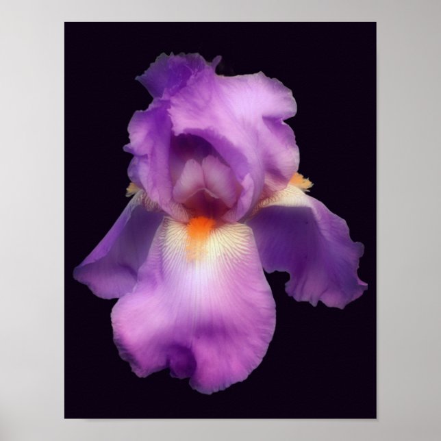 Poster Flor Íris com Lavanda de Dreamded (Frente)