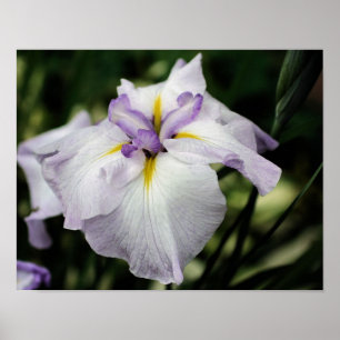 Poster Flor Íris Japonês Em Sangue