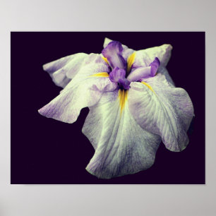 Poster Flor Íris Puro Japonês Fechar
