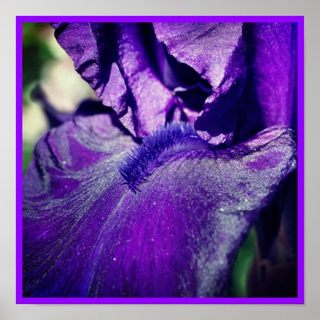 Poster Flor Íris Roxo Profundo (Frente)