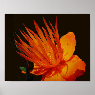 Poster Flor Laranja No Floral Solar