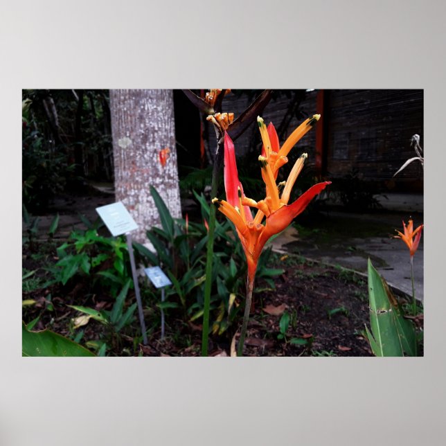 Poster flor laranjada (Frente)