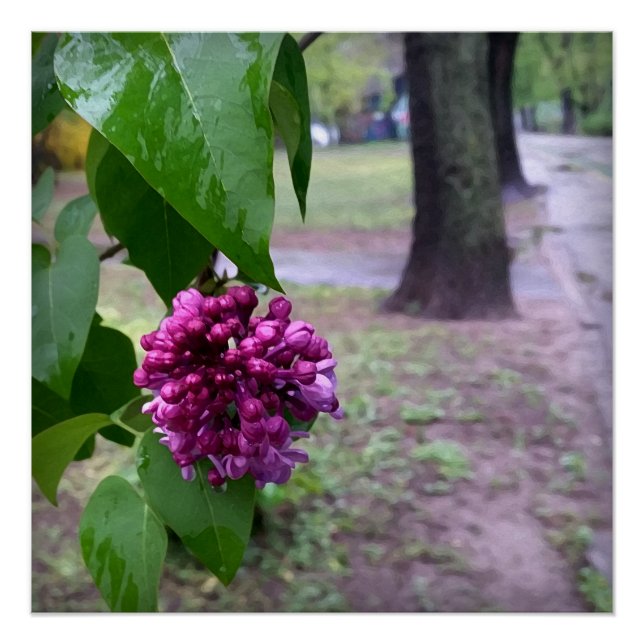 Pôster flor lilac na chuva (Frente)