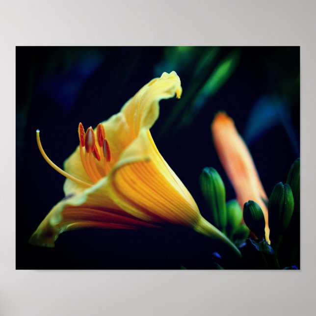 Poster Flor Lilar Amarelo Intenso (Frente)