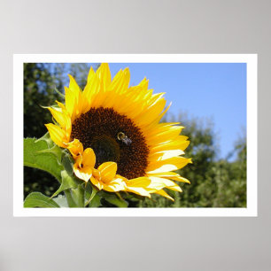 Pôster Flor mais grande de Sun
