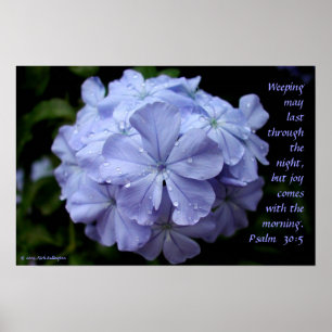 Poster Flor molhada
